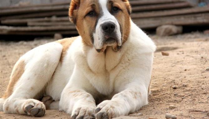 最新贵阳自家繁殖的纯种中亚牧羊犬找主人品质血统售后均有保障