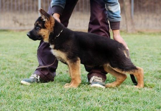 赛级品相武汉昆明犬幼犬低价出售品质保障可全国送货