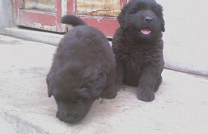 本季度超有气质的纽芬蓝幼犬