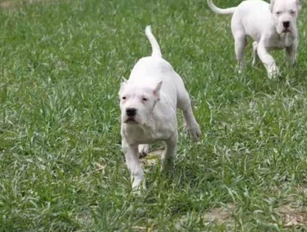 最新健康萌宠萌宠连云港CKU认证犬舍出售高品质杜高犬看父母照片喜欢加微信