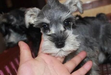 本季度邵阳正规狗场犬舍直销雪纳瑞幼犬我们承诺售后三包