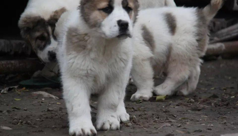 长沙正规狗场犬舍直销中亚牧羊犬幼犬全国空运发货