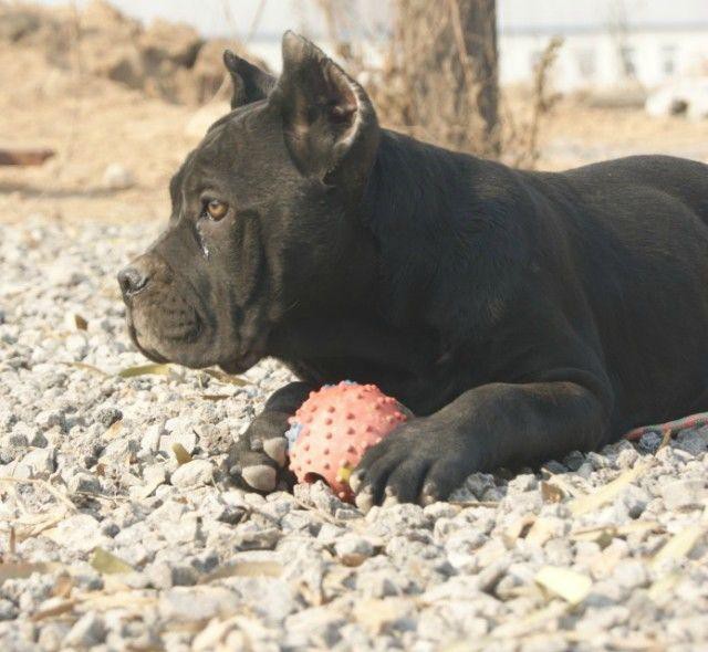 顶级优秀的纯种卡斯罗犬热销中价格美丽品质优良