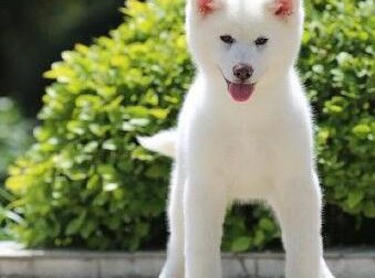 最新健康萌宠萌宠2023年顶级秋田犬宝宝，低价热销保健康，提供养护指导