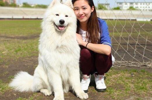 最新本季度黔西南州售萨摩耶幼犬萨摩公狗幼犬小萨微笑天使